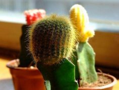 室內(nèi)擺放植物越多越好？